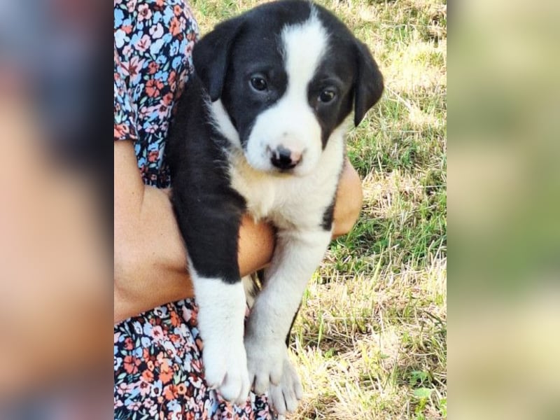 Kleiner Rocky ❤️ will die Welt erkunden!