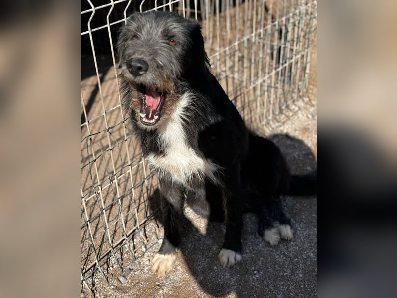 Mino ❤️ Seelenhund sucht seine Familie