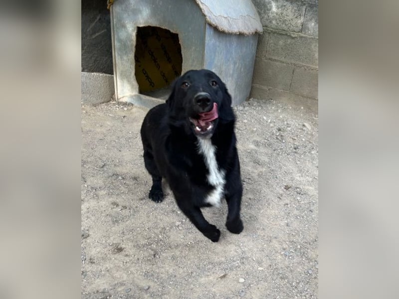 CHARLY❤️kleiner, fröhlicher Hundejunge sucht sehnsüchtig seine Familie