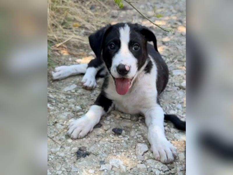 Rocky ❤️ verschmuster, lieber Hundebub