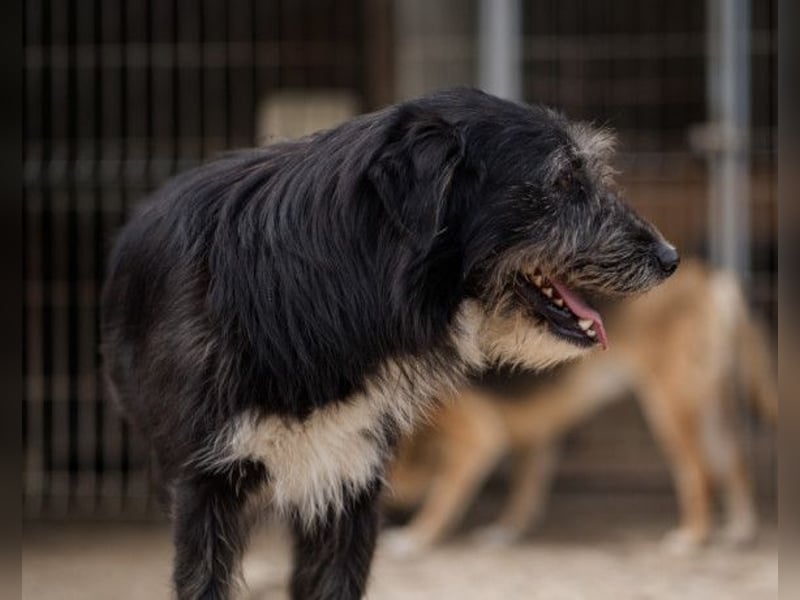 Mino ❤️ Seelenhund sucht seine Familie