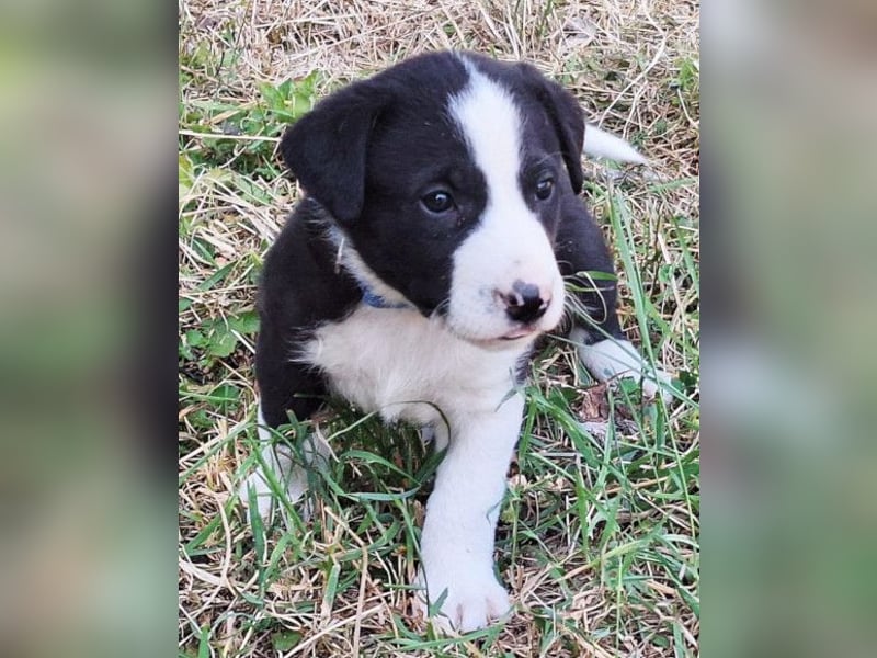 Kleiner Rocky ❤️ will die Welt erkunden!