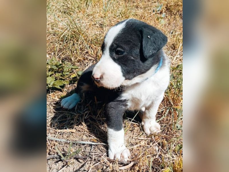 Kleiner Rocky ❤️ will die Welt erkunden!