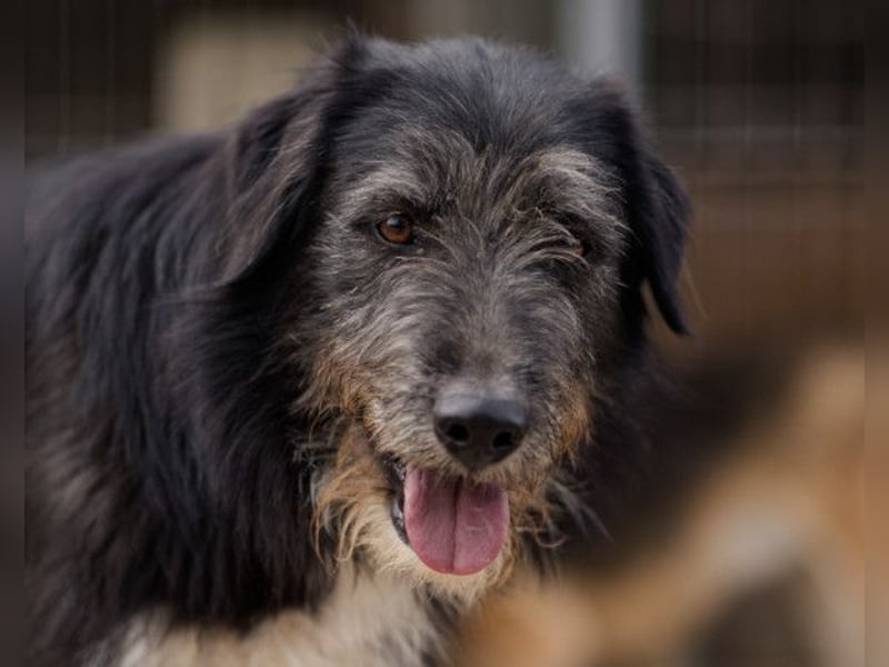 Mino ❤️ Seelenhund sucht seine Familie