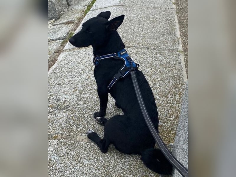 Fröhlicher THEO❤️ wartet in 48153 Münster auf seine Für-Immer-Menschen!
