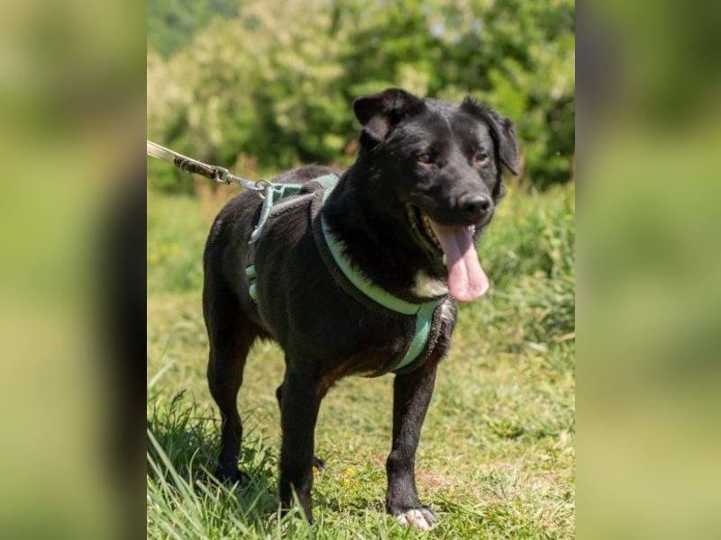 Mix-Rüde ♥ Milo ♥ ein Herz von Hund