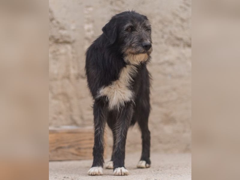 Mino ❤️ Seelenhund sucht seine Familie