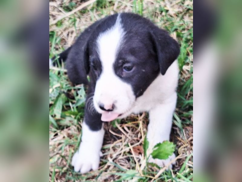 Kleiner Rocky ❤️ will die Welt erkunden!