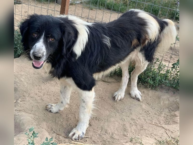 Charlie, geb. ca. 02/2018, lebt in GRIECHENLAND, im städt. Tierheim Serres