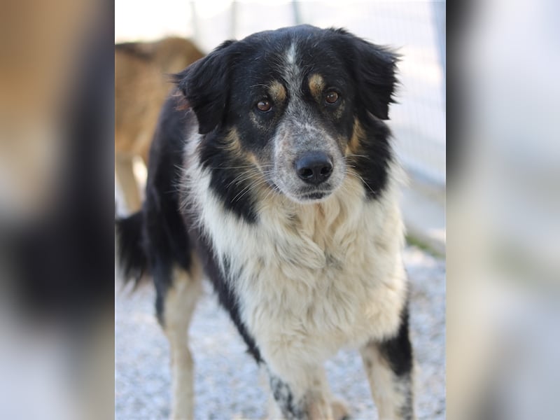 Bente, geb. ca. 04/2020, lebt in GRIECHENLAND, im städt. Tierheim Serres