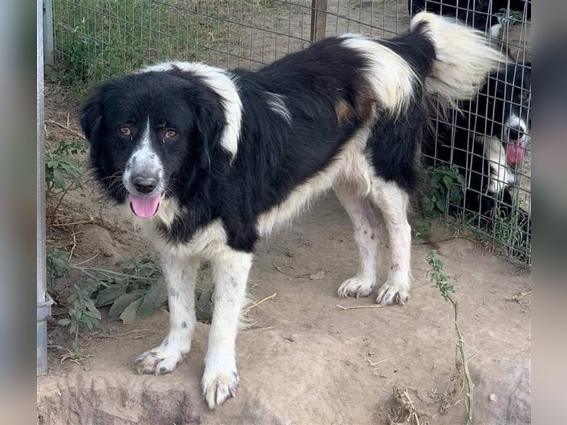 Charlie, geb. ca. 02/2018, lebt in GRIECHENLAND, im städt. Tierheim Serres