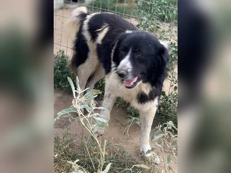 Charlie, geb. ca. 02/2018, lebt in GRIECHENLAND, im städt. Tierheim Serres