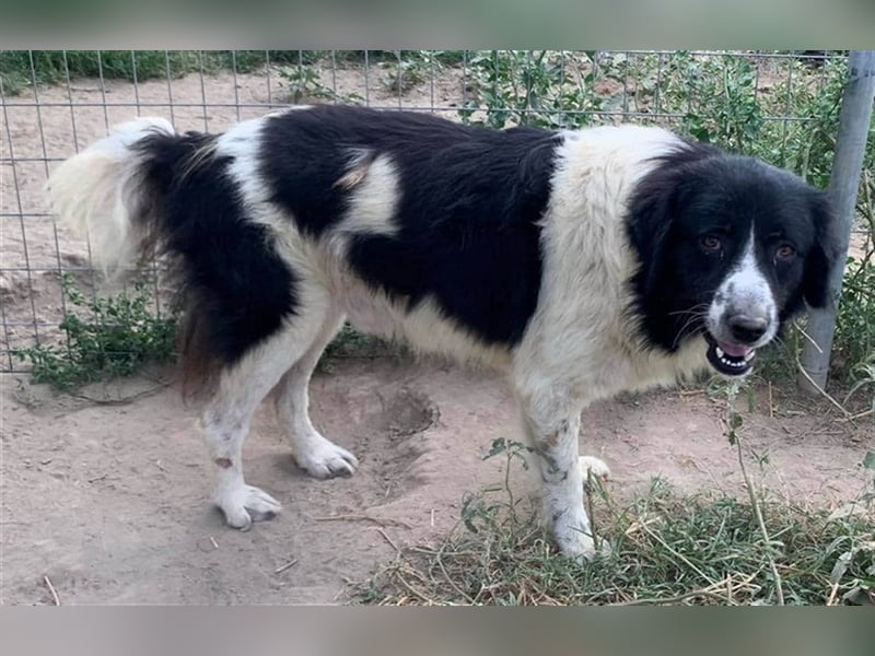 Charlie, geb. ca. 02/2018, lebt in GRIECHENLAND, im städt. Tierheim Serres