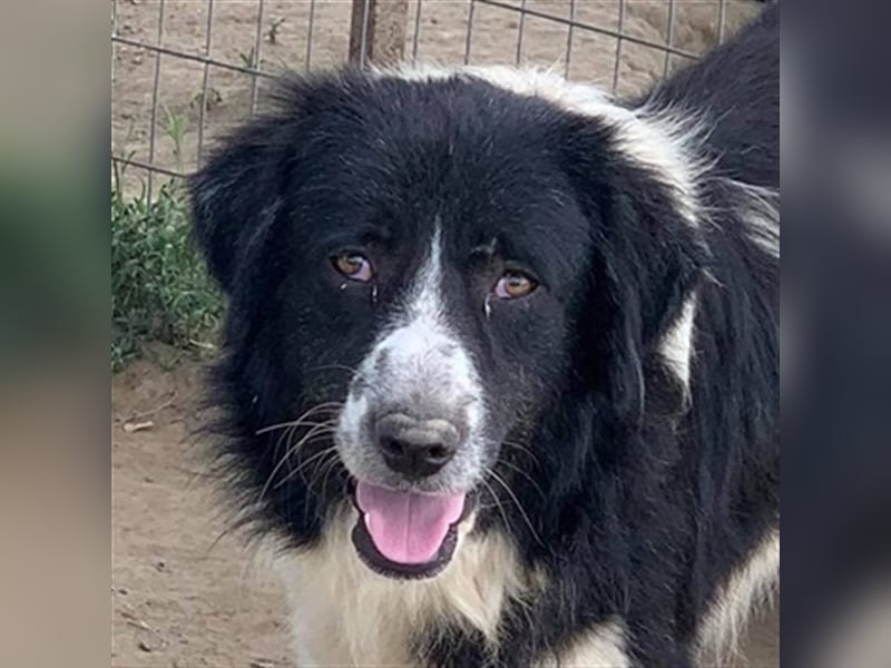 Charlie, geb. ca. 02/2018, lebt in GRIECHENLAND, im städt. Tierheim Serres