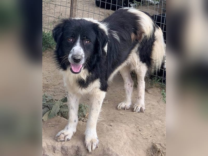 Charlie, geb. ca. 02/2018, lebt in GRIECHENLAND, im städt. Tierheim Serres