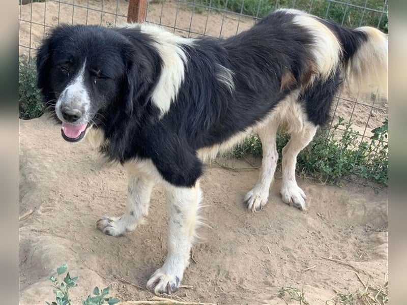 Charlie, geb. ca. 02/2018, lebt in GRIECHENLAND, im städt. Tierheim Serres