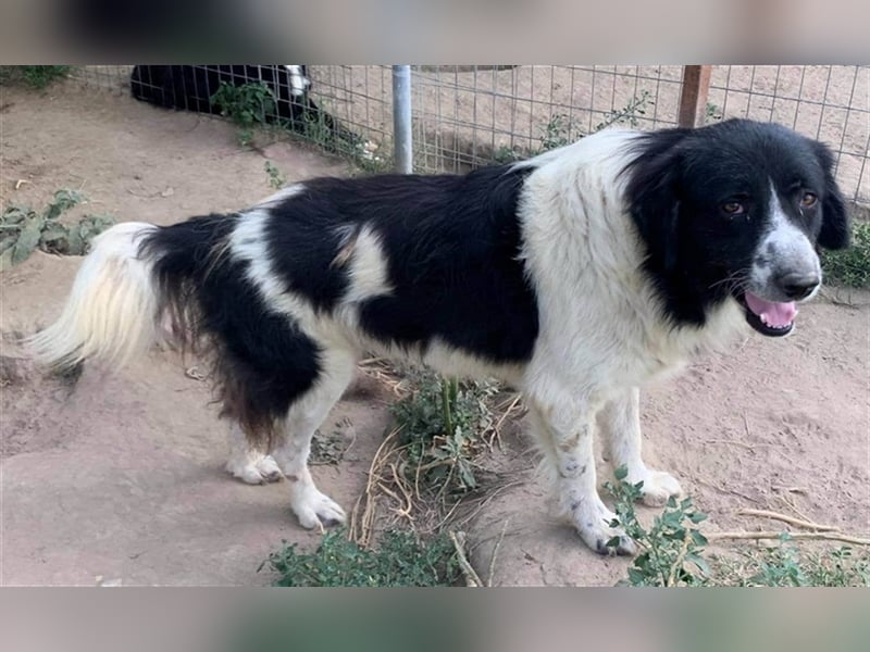 Charlie, geb. ca. 02/2018, lebt in GRIECHENLAND, im städt. Tierheim Serres