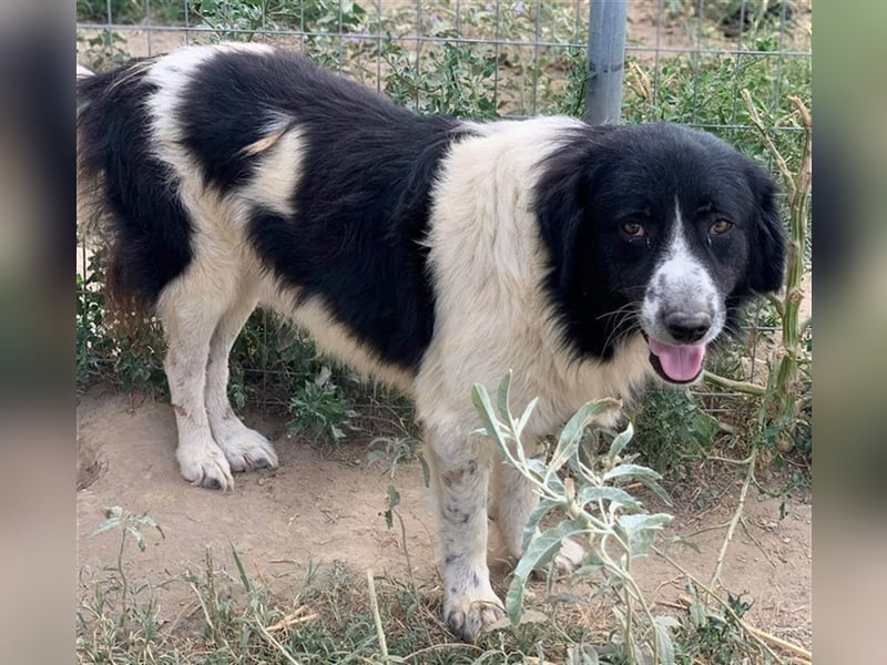 Charlie, geb. ca. 02/2018, lebt in GRIECHENLAND, im städt. Tierheim Serres