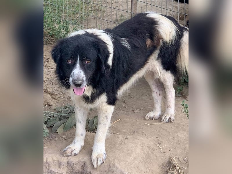 Charlie, geb. ca. 02/2018, lebt in GRIECHENLAND, im städt. Tierheim Serres