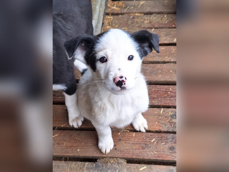 Loki der kleine Naseweis