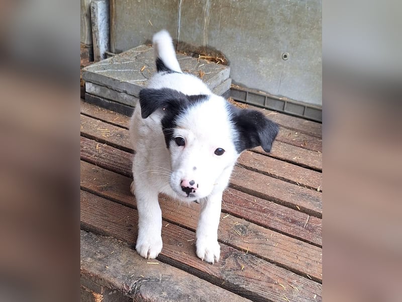 Loki der kleine Naseweis