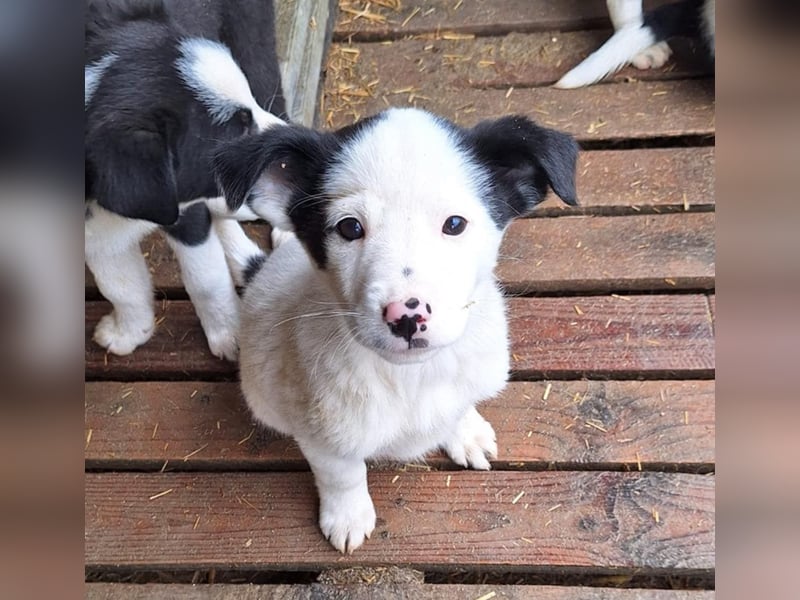 Loki der kleine Naseweis