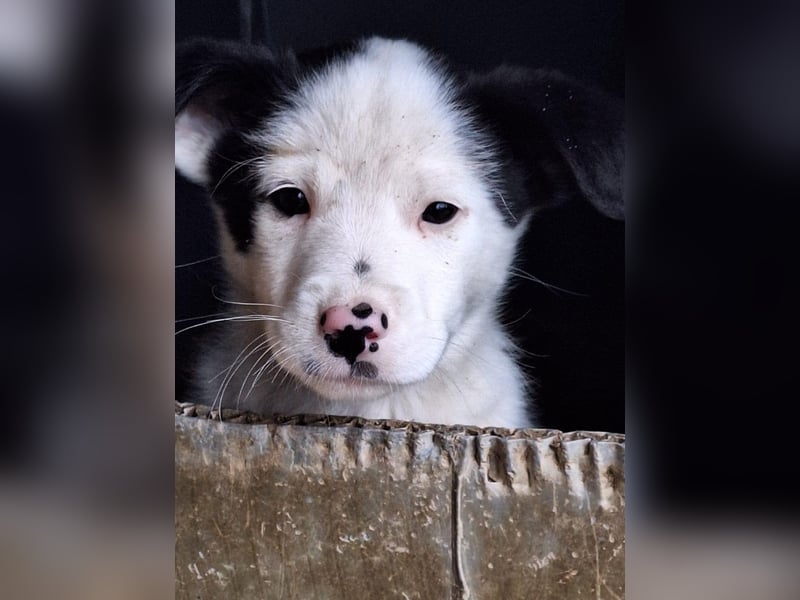 Loki der kleine Naseweis
