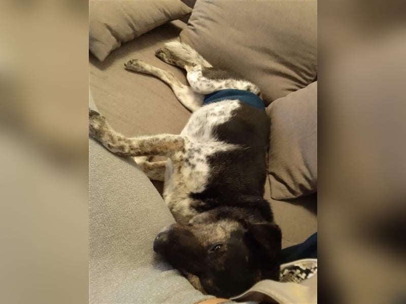 TOMMY sucht liebevolles Zuhause