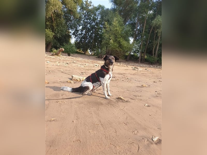 TOMMY sucht liebevolles Zuhause