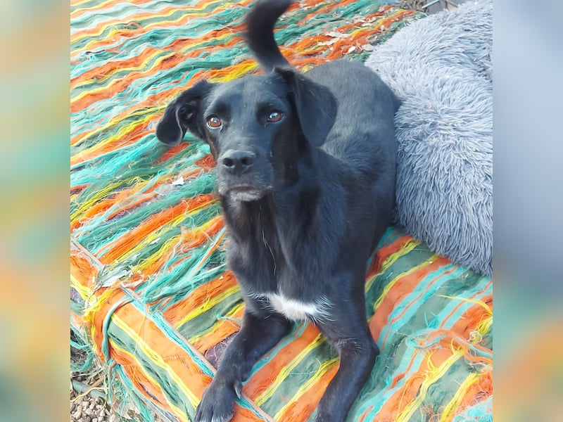 Tilica - Herzenshund