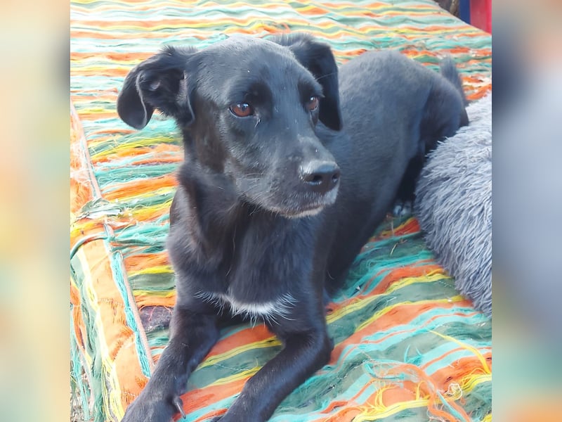 Tilica - Herzenshund