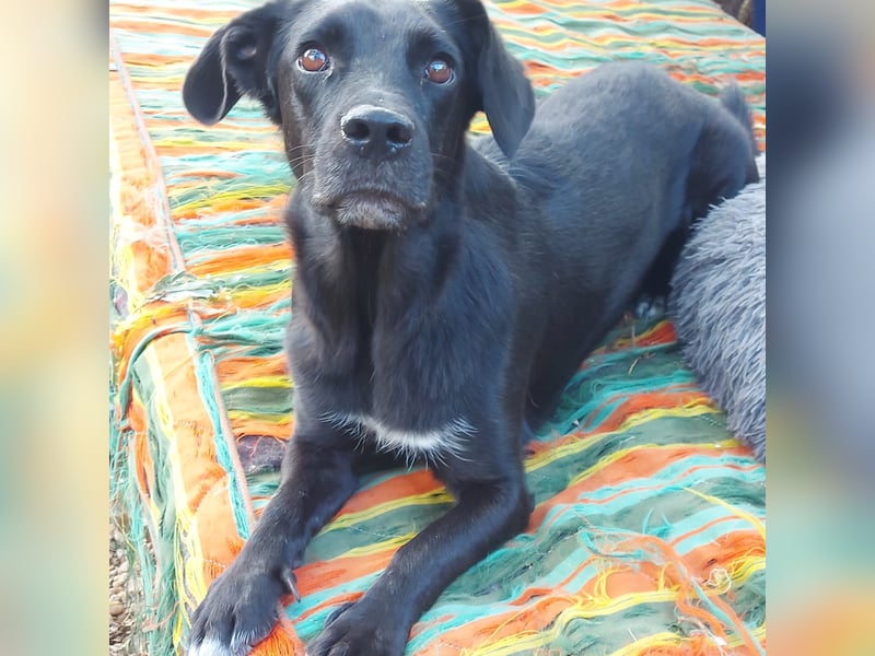 Tilica - Herzenshund