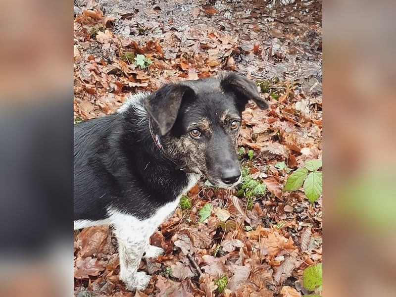 TOMMY sucht liebevolles Zuhause
