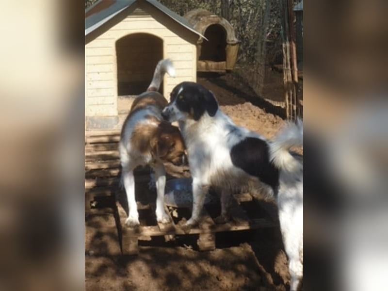 Freundlicher Peppe sucht seine Familie