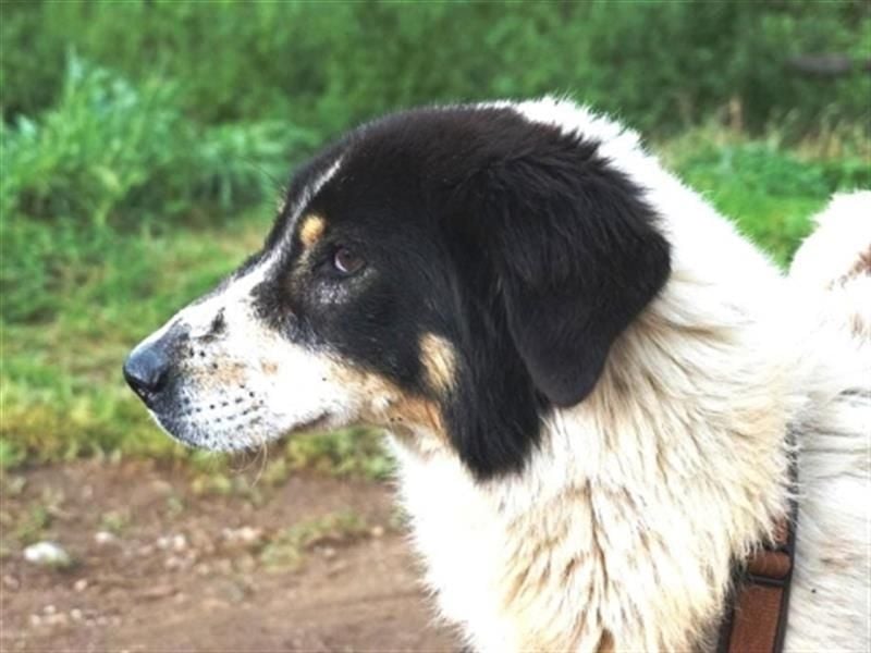 Freundlicher Peppe sucht seine Familie