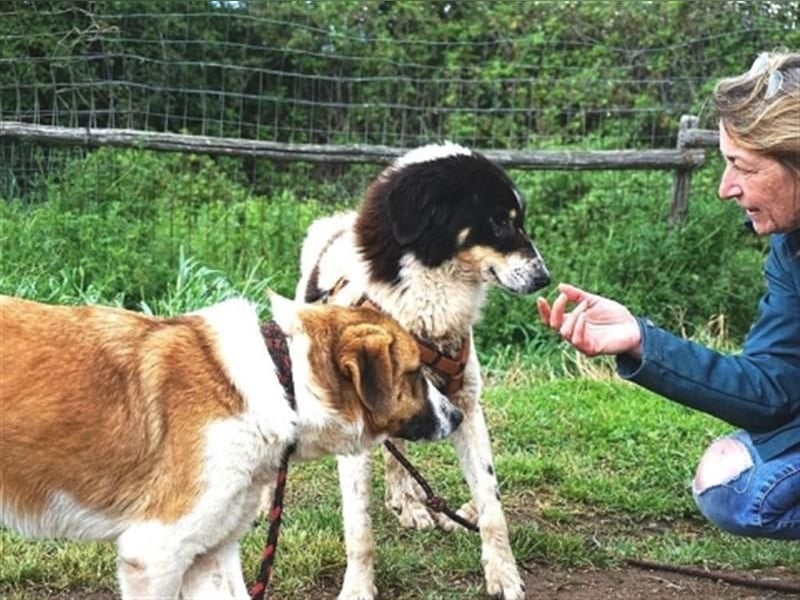 Freundlicher Peppe sucht seine Familie