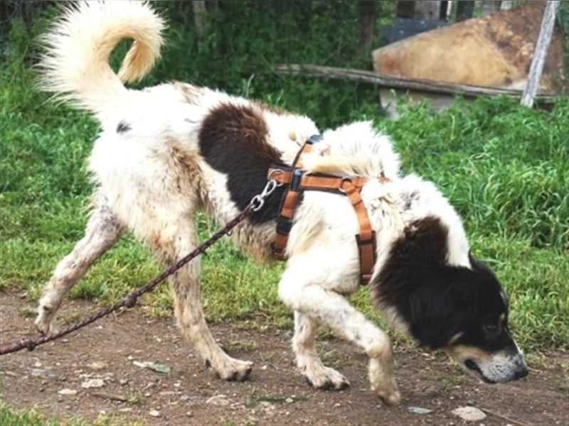 Freundlicher Peppe sucht seine Familie