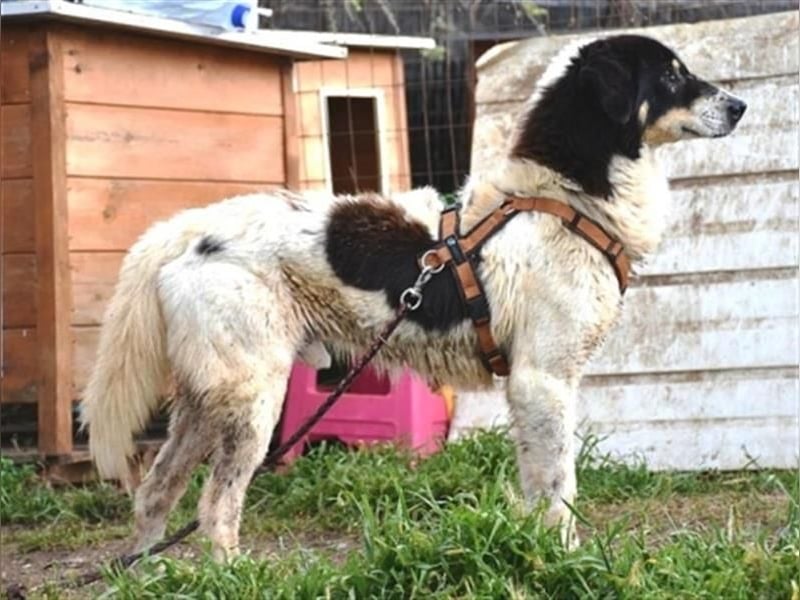 Freundlicher Peppe sucht seine Familie