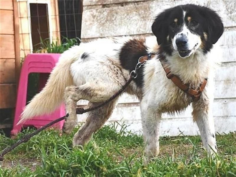 Freundlicher Peppe sucht seine Familie