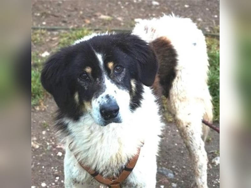 Freundlicher Peppe sucht seine Familie