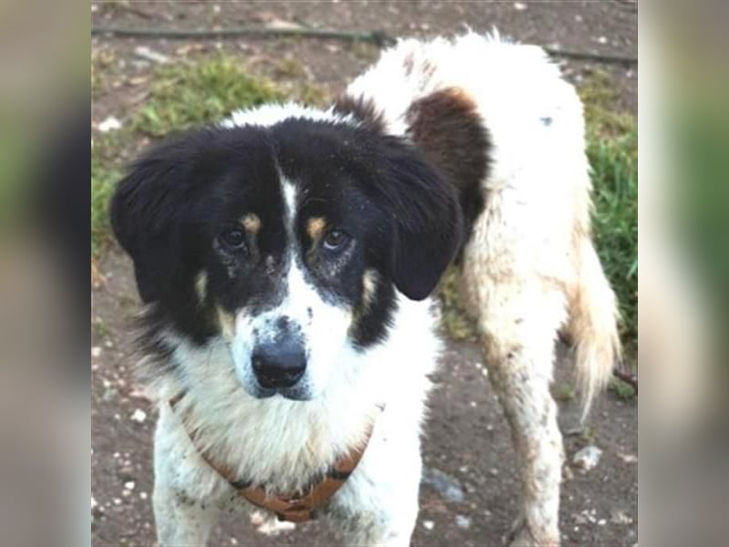 Freundlicher Peppe sucht seine Familie
