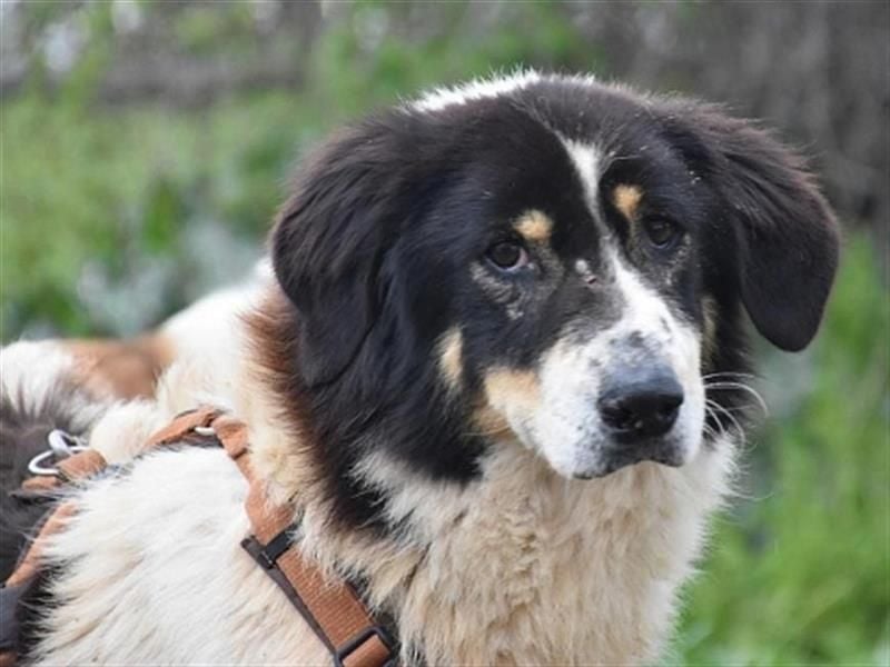 Freundlicher Peppe sucht seine Familie