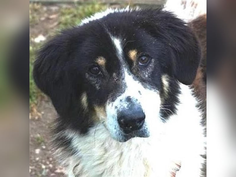 Freundlicher Peppe sucht seine Familie