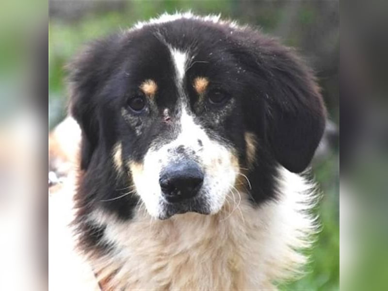 Freundlicher Peppe sucht seine Familie