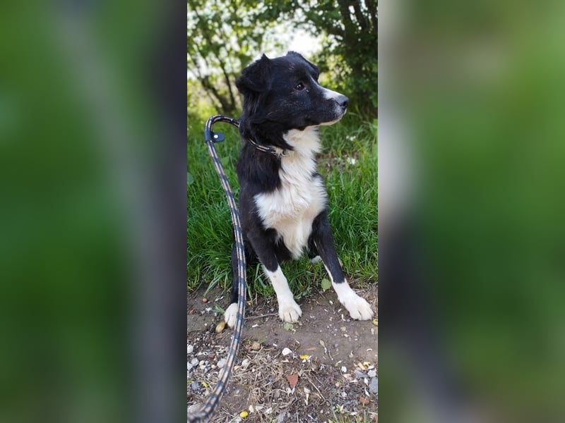 Der hübsche Boo sucht die Chance auf ein neues Leben