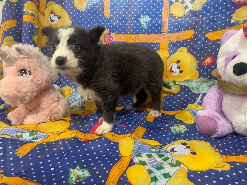 Baby Silco sucht ein warmes Bett auf Lebenszeit!
