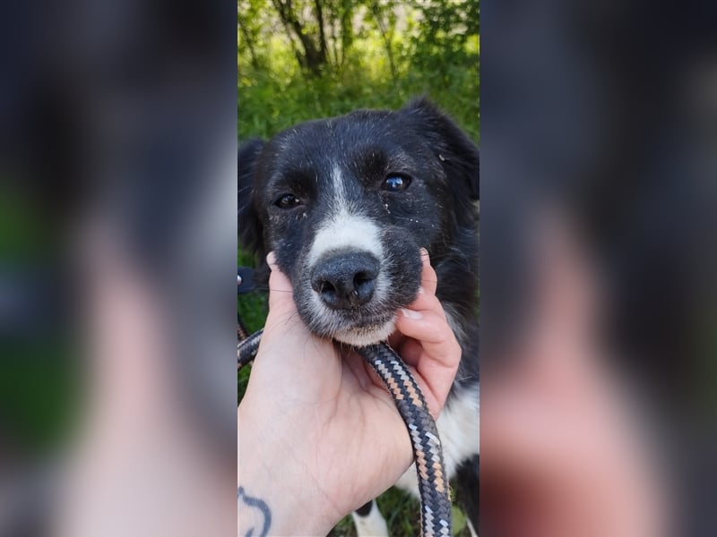 Der hübsche Boo sucht die Chance auf ein neues Leben