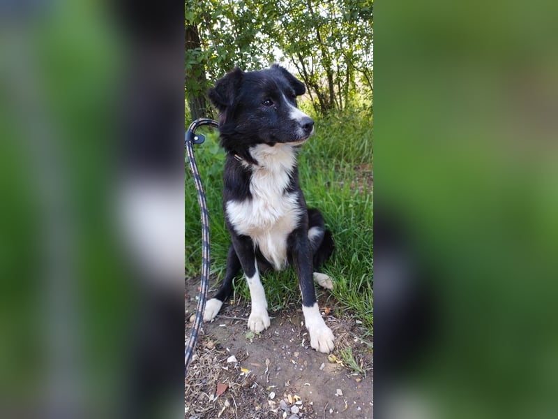 Der hübsche Boo sucht die Chance auf ein neues Leben