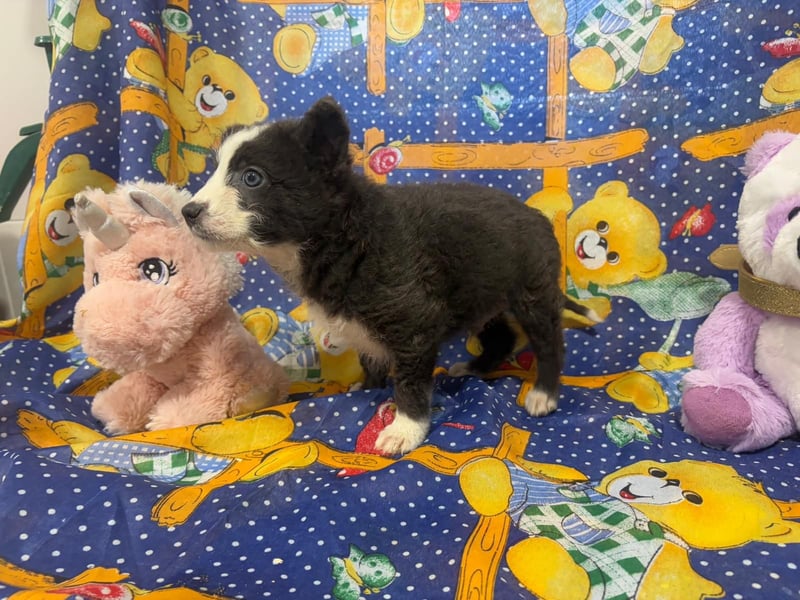 Baby Silco sucht ein warmes Bett auf Lebenszeit!