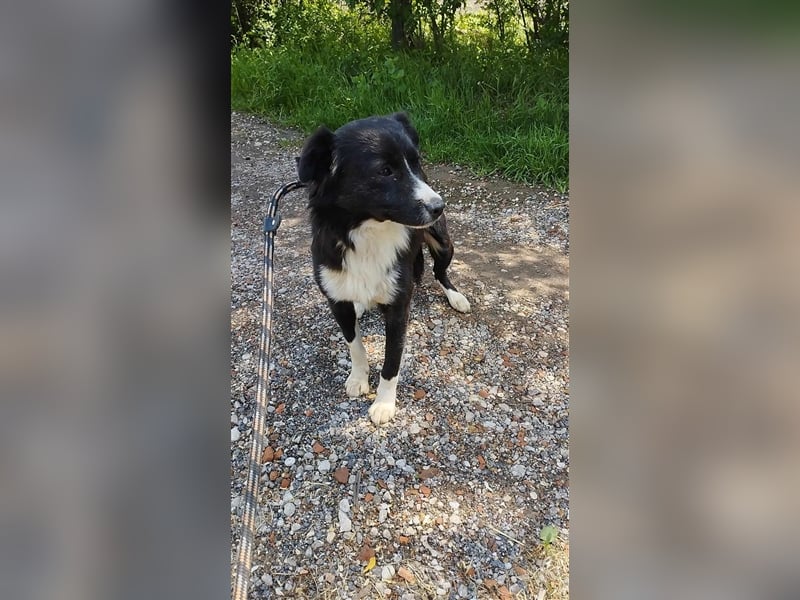 Der hübsche Boo sucht die Chance auf ein neues Leben